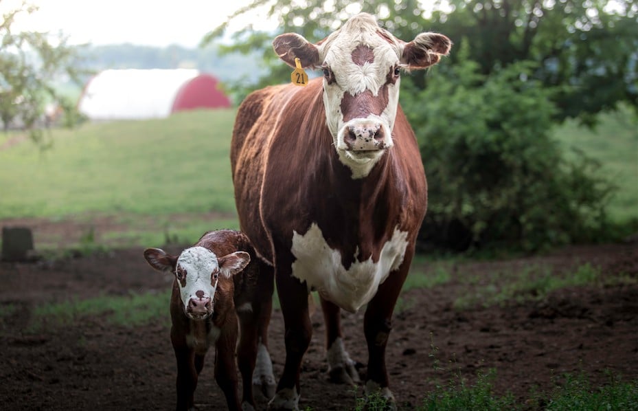 These Astounding Photos Of Farmed Animals Will Inspire You To Protect