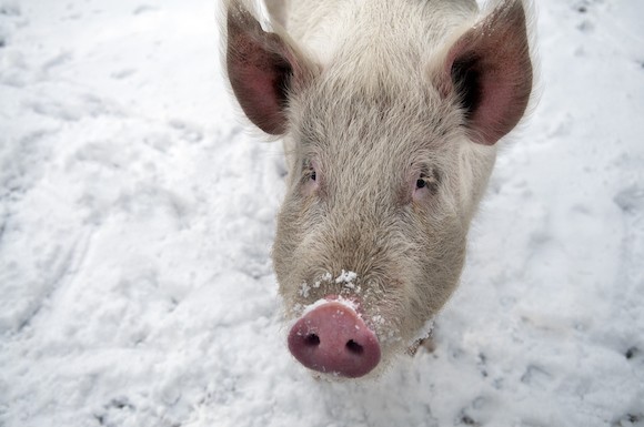 Just 8 Precious Pictures Of Farmed Animals In The Snow Chooseveg