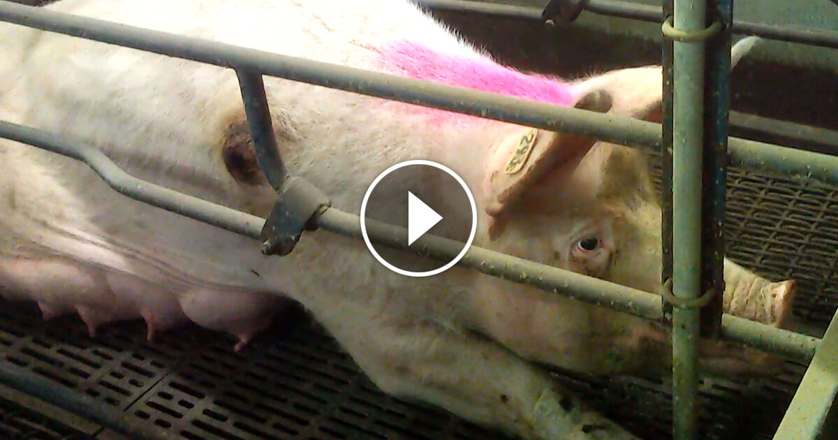 Exposed: Hormel Supplier Mutilates Piglets Exposed: Hormel Supplier Mutilates Piglets