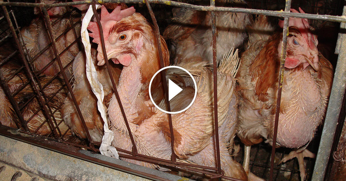 Eggland’s Best Treats Animals the Worst Eggland’s Best Treats Animals the Worst