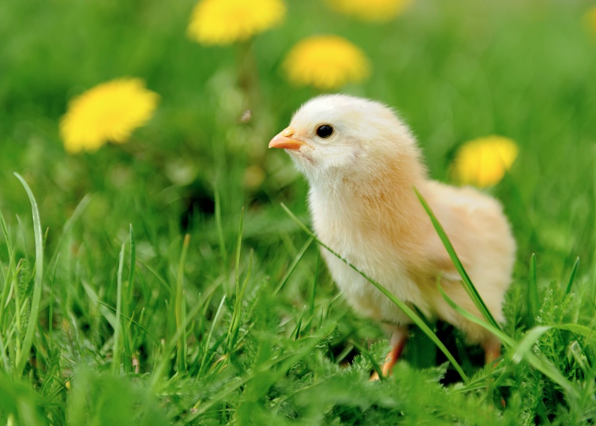 9 Fascinating Facts That Will Change How You See Chickens - ChooseVeg