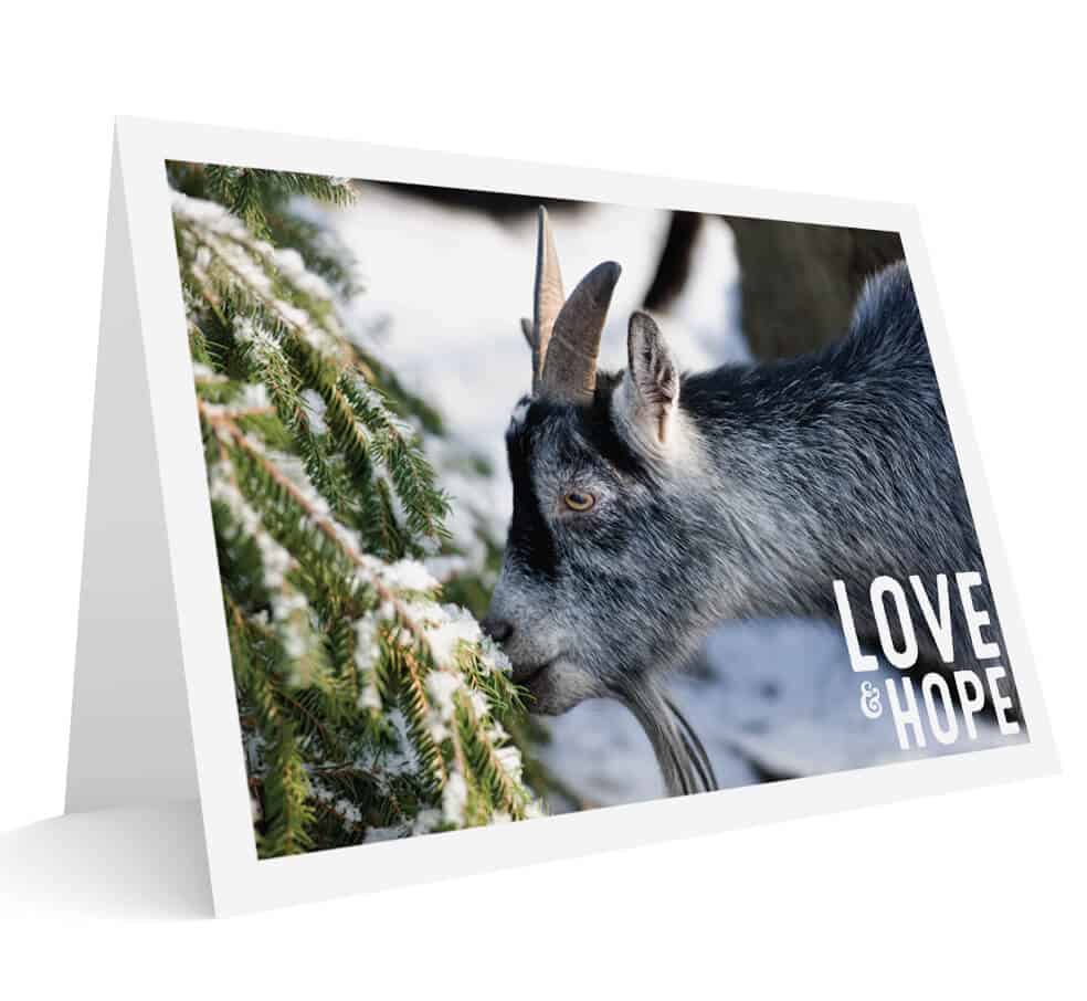 MFA Holiday Cards (Pack of 10)